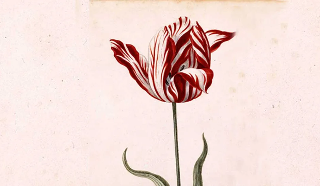 Tulipanes: ¿La primera burbuja especulativa?