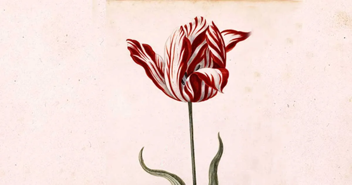 Semper Augustus, uno de los tulipanes más valiosos